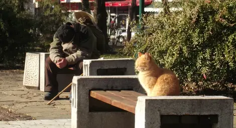 МВР-Разград разследва 10 нови фалшиви "пенсионери"