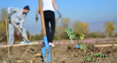 Нова гора върху старото сметище засаждат доброволци от Русе в неделя