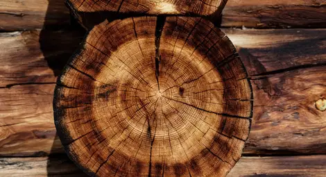 5 причини дървесината да не обича водата 5 причини дървесината да не обича водата