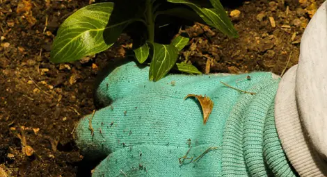 Започва кампания по залесяване на 100 милиона дървета до 2030 г.