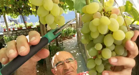 Тонове грозде застоява в лозовите масиви в Силистренско