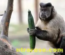 Храните, които утоляват жаждата Храните, които утоляват жаждата