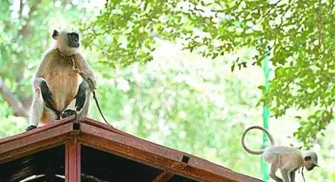 Маймуни пазят сватби в Индия