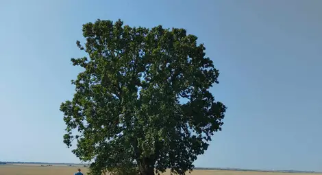 Летният дъб в землището на Кошов.