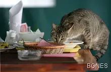 Котешко кафене открива врати в Париж