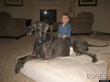 Почина най-голямото куче в света