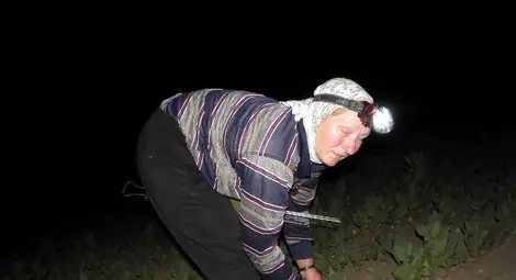 Битка за хляб с вкус на катран: Робите на тютюна с миньорски лампи