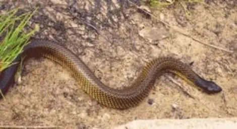 Деца се барикадираха заради змии пред входа