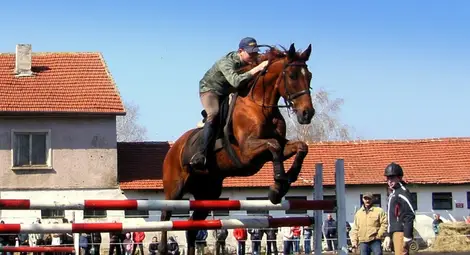 Четири клуба канят на Хиподрума на Тодоровден