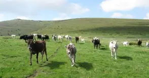 Пускат на търг над  5800 декара пасища