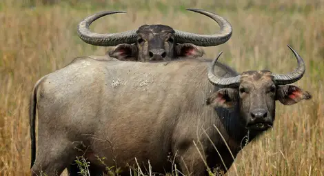 Пияни биволи лочат алкохол на закуска