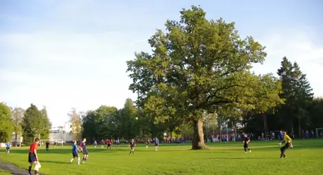 Естонски дъб, растящ в средата на футболно игрище, спечели титлата &bdquo;Европейско дърво на годината 2015&ldquo;