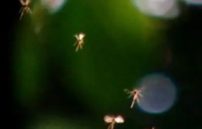 Британски професор засне феи /галерия/