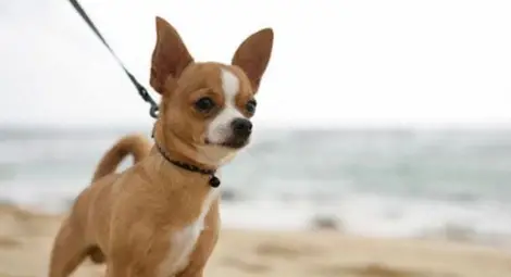 Чихуахуа е най-добрият приятел на хлапето