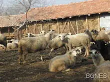 77-годишен овчар осъден за точене на евросубсидии 77-годишен овчар осъден за точене на евросубсидии