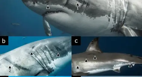 Хищник и плячка: Белезите, забелязани върху големи бели акули в Мексико, са оставени от грамадни калмари Хищник и плячка: Белезите, забелязани върху големи бели акули в Мексико, са оставени от грамадни калмари