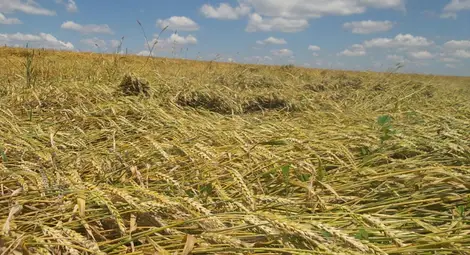 Изплащат 4.4 милиона лева за пропаднали земеделски площи Изплащат 4.4 милиона лева за пропаднали земеделски площи