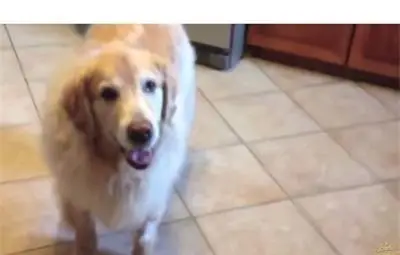 Семейство откри кучето си голдън ретрийвър, застреляно в кофа за смет във Варна Семейство откри кучето си голдън ретрийвър, застреляно в кофа за смет във Варна