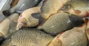 Шаранът поскъпва с 3.50-4 лева от развъдника до магазина