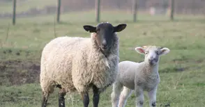 Агнешкото месо държи  рекордна цена в Русе