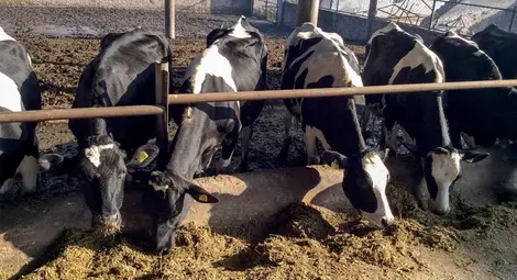 60% от млечните ферми от Русенско спират работа след 1 януари