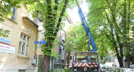 Кестените в Русе масово умират