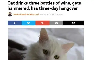 Заключен в изба котарак изпи 3 бутилки вино по време на пленничеството си