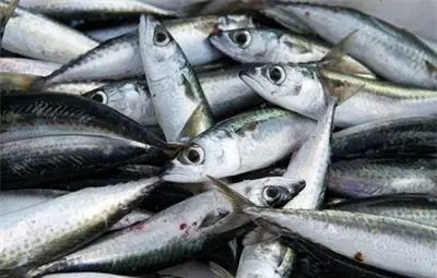 Кабинетът одобри програмата за морско дело и рибарство 2014 &ndash; 2020 г.