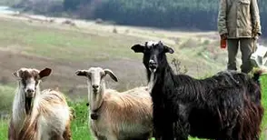 11 кози отровени от нощен отмъстител