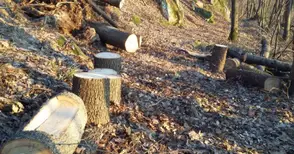 Огнян Савянов поема дирекцията по горите