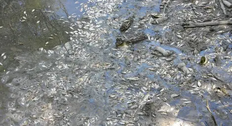 Опаковки от стари пестициди са отровили рибата в Марица
