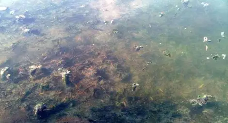 Завод за масла и биодизел бълва отпадъчна слуз в Дунав