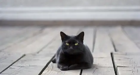 Храбра котка спаси дете от зло куче /видео/