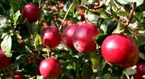 Фонд &bdquo;Земеделие&ldquo; приема заявления по 3 схеми от днес