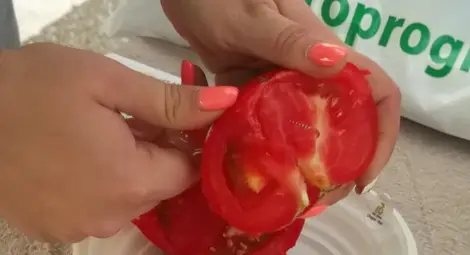 26 лева струва килото домати в Румъния