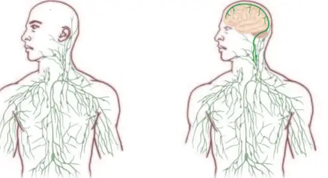 Учените откриха неизвестна съдова система в човешкото тяло Учените откриха неизвестна съдова система в човешкото тяло