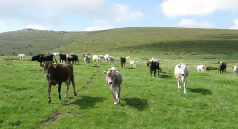 До 1 март обявяват предлаганите  под наем пасища в Русенско