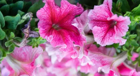 Цветя изпускат аромат по разписание, диктувано от гените им