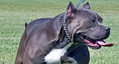 Питбул обезобрази собственика си в Дупница