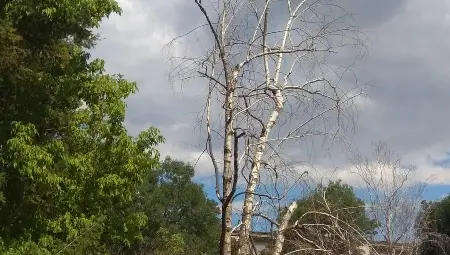 Експерти разписаха концепция за обновяване на зелената система на Русе Експерти разписаха концепция за обновяване на зелената система на Русе