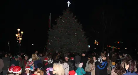 Сребрист смърч грейна коледно в Две могили