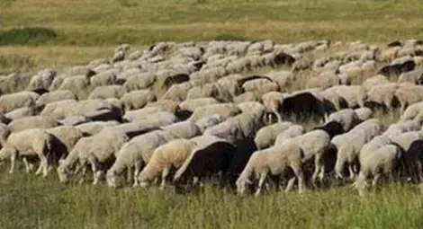 24-годишен налетя с джип на стадо овце, 8 животни останаха на място
