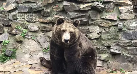Не всички мечки спят зимен сън