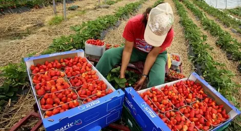 Търсят безработни за берачки на ягоди срещу 40 евро на ден