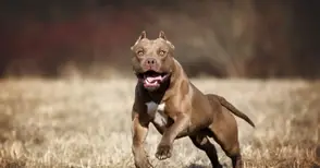 Неизвестен насъскал питбул срещу студент от Пакистан, защото си поискал маратонките