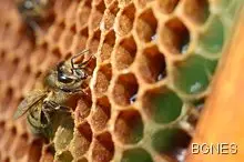 Продуктите, които никога не се развалят