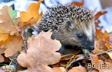 В Казахстан ще отглеждат таралежи за месо