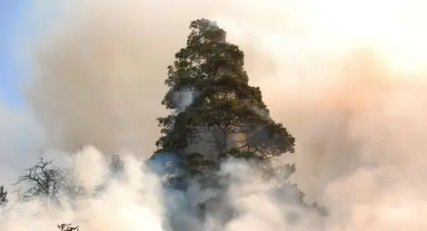 Прокуратурата разследва пожара в Рила