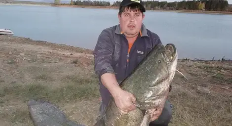 Сом с гигантски размери плува в язовир Берсин