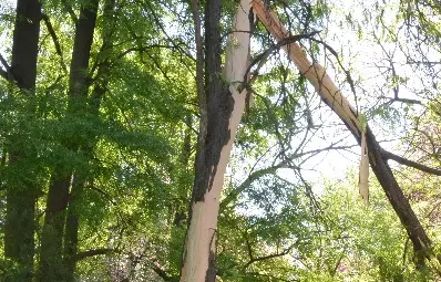 Светкавица прекърши дърво в русенския Парк на младежта /галерия/